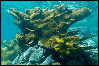 Elkhorn coral, Trunk Bay. Virgin Islands National Park ( color)