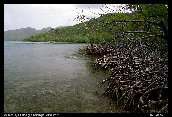 Mangrove shore, Round Bay. Virgin Islands National Park, US Virgin Islands.