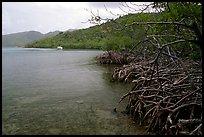Mangrove shore, Round Bay. Virgin Islands National Park, US Virgin Islands. (color)