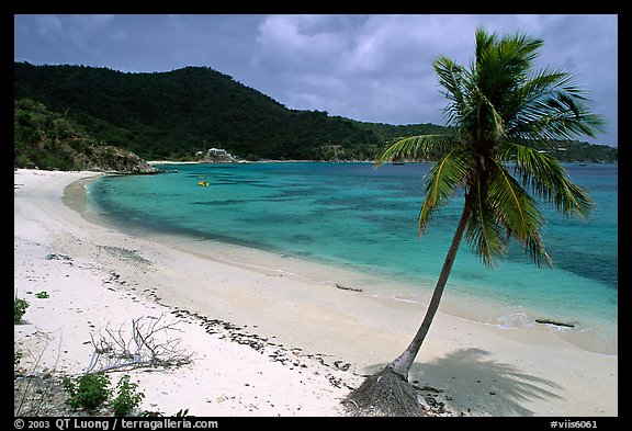 Beach and palm tree in Hurricane Hole Bay. Virgin Islands National Park, US Virgin Islands.