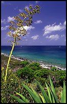 Agave and tall flower on Ram Head. Virgin Islands National Park ( color)