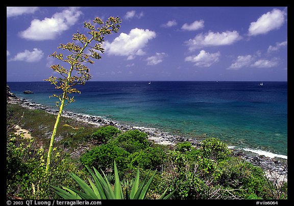 Centenial flower and ocean on Ram Head. Virgin Islands National Park, US Virgin Islands.