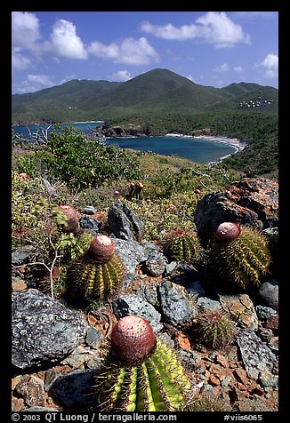 Cactus on Ram Head. Virgin Islands National Park, US Virgin Islands.
