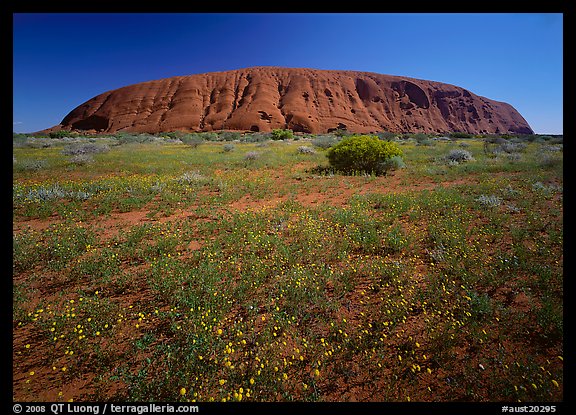 Flowers and Ayers Rock. Uluru-Kata Tjuta National Park, Northern Territories, Australia (color)