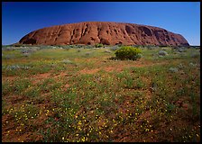 Flowers and Ayers Rock. Uluru-Kata Tjuta National Park, Northern Territories, Australia ( color)