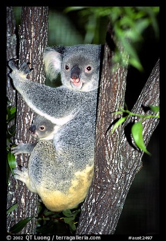 Koala with cub. Australia (color)