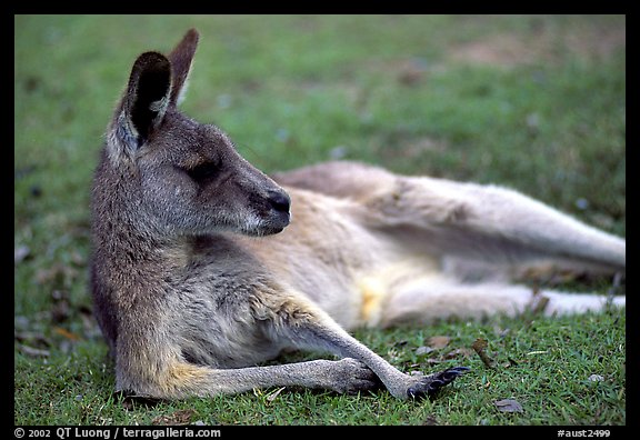 Kangaroo laying on its side. Australia (color)