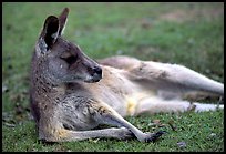 Kangaroo laying on its side. Australia ( color)
