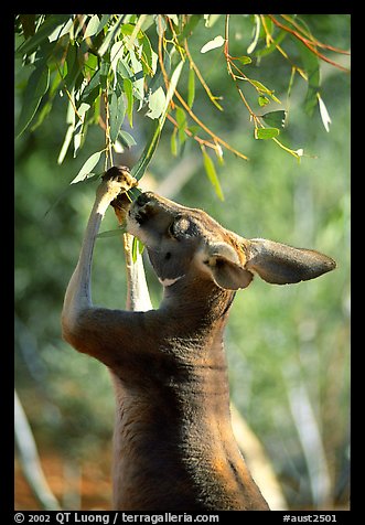Kangaroo reaching for leaves. Australia