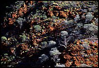 Kings Canyon slopes, Watarrka National Park. Northern Territories, Australia ( color)
