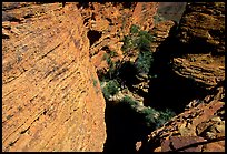 Kings Canyon walls,  Watarrka National Park. Northern Territories, Australia
