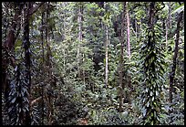 Rainforest, Cape Tribulation. Queensland, Australia (color)