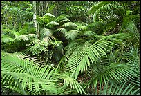 Ferns in Rainforest, Cape Tribulation. Queensland, Australia (color)
