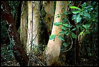 Trees in Rainforest, Cape Tribulation. Queensland, Australia
