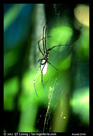 Giant spider (Golden Orb). Australia (color)