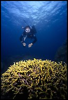 Scuba diver and coral. The Great Barrier Reef, Queensland, Australia (color)