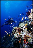 Scuba diver, coral, and fish. The Great Barrier Reef, Queensland, Australia (color)
