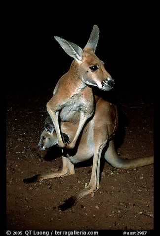 Kangaroo by night. Australia (color)