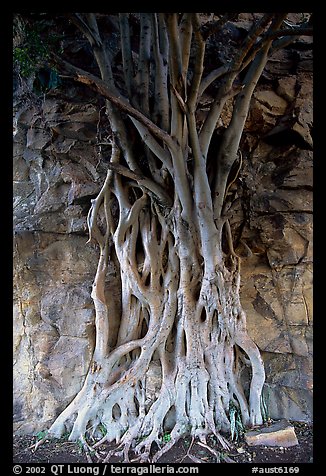 Banyan tree. Brisbane, Queensland, Australia (color)