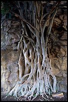 Banyan tree. Brisbane, Queensland, Australia (color)