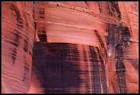 Desert vanish on a rock wall in  Kings Canyon,  Watarrka National Park. Northern Territories, Australia