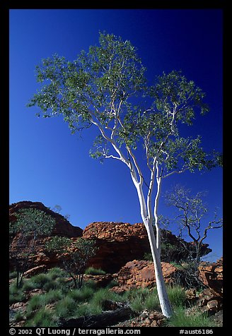 Gum tree in Kings Canyon, Watarrka National Park,. Northern Territories, Australia (color)