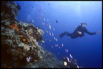 Scuba diver and school of fish. The Great Barrier Reef, Queensland, Australia