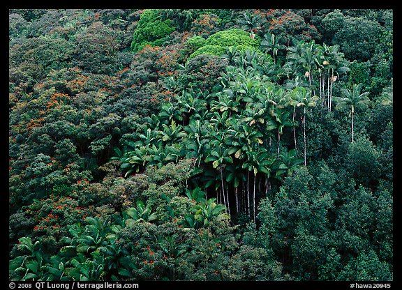 Palm trees and tropical flowers on hillside. Big Island, Hawaii, USA
