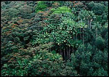 Palm trees and tropical flowers on hillside. Big Island, Hawaii, USA (color)