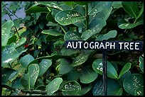 Leaves of the autograph tree. Big Island, Hawaii, USA