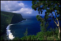 Tree and coastline above Waipio Valley. Big Island, Hawaii, USA