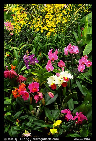 Tropical Flowers. Big Island, Hawaii, USA (color)