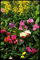 Tropical Flowers. Big Island, Hawaii, USA (color)