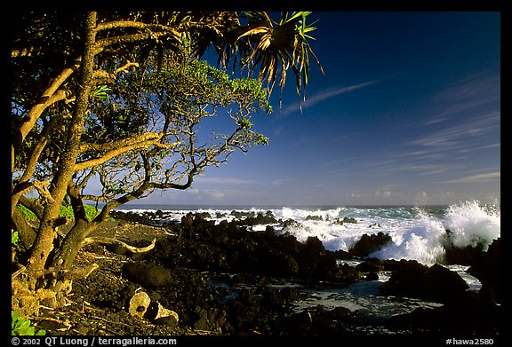 Trees and surf, Keanae Peninsula. Maui, Hawaii, USA