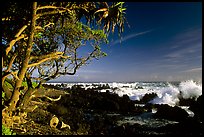 Trees and surf, Keanae Peninsula. Maui, Hawaii, USA ( color)