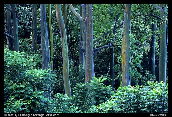 Mindanao Gum Trees (Rainbow Gum). Maui, Hawaii, USA