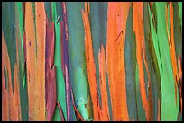Multi-coloured streaks on trunk of a Rainbow Eucalyptus tree. Maui, Hawaii, USA
