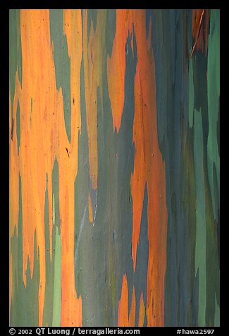 Multicolored bark of a Rainbow Gum tree. Maui, Hawaii, USA (color)