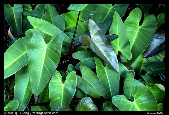 Close-up of green tropical leaves. Maui, Hawaii, USA