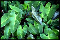 Close-up of green tropical leaves. Maui, Hawaii, USA ( color)