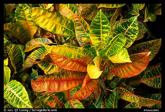 Tropical leaves. Maui, Hawaii, USA