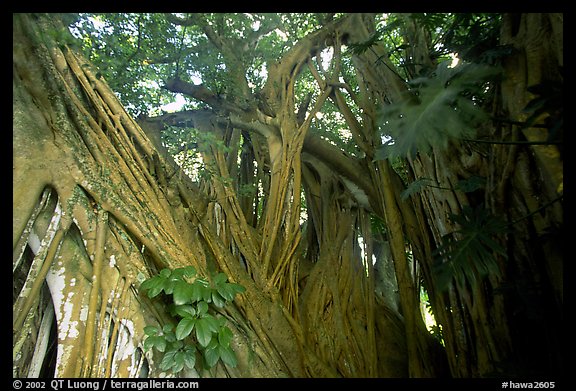 Giant Bayan tree in Kipahulu. Maui, Hawaii, USA (color)