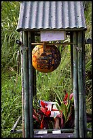 Self-serve flower and fruit stand. Maui, Hawaii, USA (color)