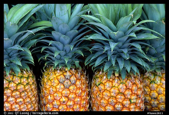 Pinapple. Maui, Hawaii, USA (color)