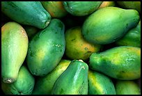 Green Papayas. Maui, Hawaii, USA ( color)