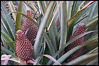 Pinapples, Dole Planation. Oahu island, Hawaii, USA (color)