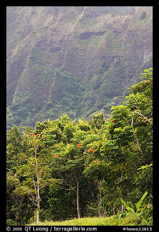 Tropical trees and cliff, Hoomaluhia Park Botanical Gardens. Oahu island, Hawaii, USA (color)