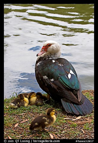 Duck and chicks, Byodo-In temple gardens. Oahu island, Hawaii, USA (color)