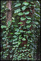 Big tropical leaves on a tree near the Pali Lookout. Oahu island, Hawaii, USA ( color)