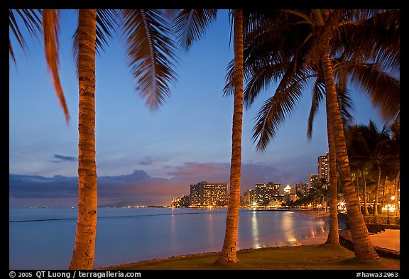 Palm trees and Waikiki beach at dusk. Waikiki, Honolulu, Oahu island, Hawaii, USA